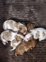 Nate, a female Cavalier King Charles Spaniel for sale in Belmont, NH – Photo 3 of 4