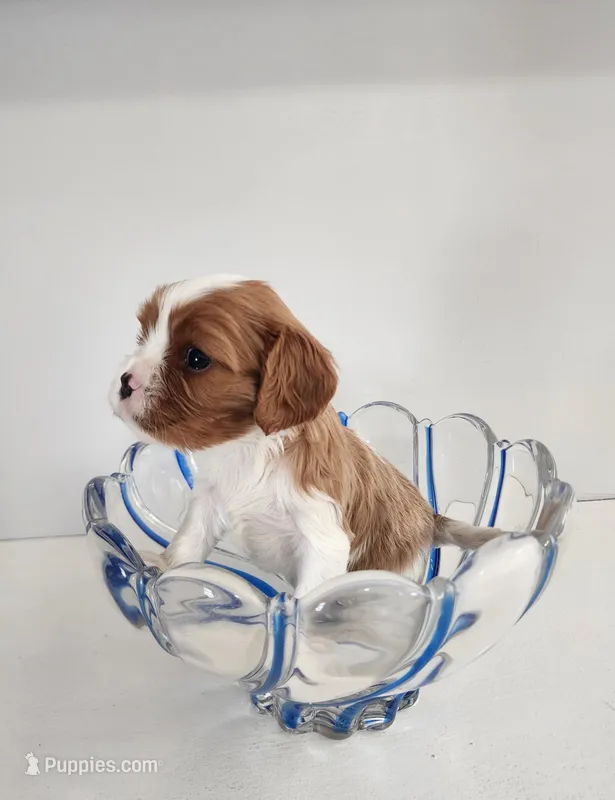 Nate – Cavalier King Charles Spaniel puppy for sale in Belmont, NH
