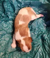 Nate, a female Cavalier King Charles Spaniel for sale in Belmont, NH – Photo 1 of 4