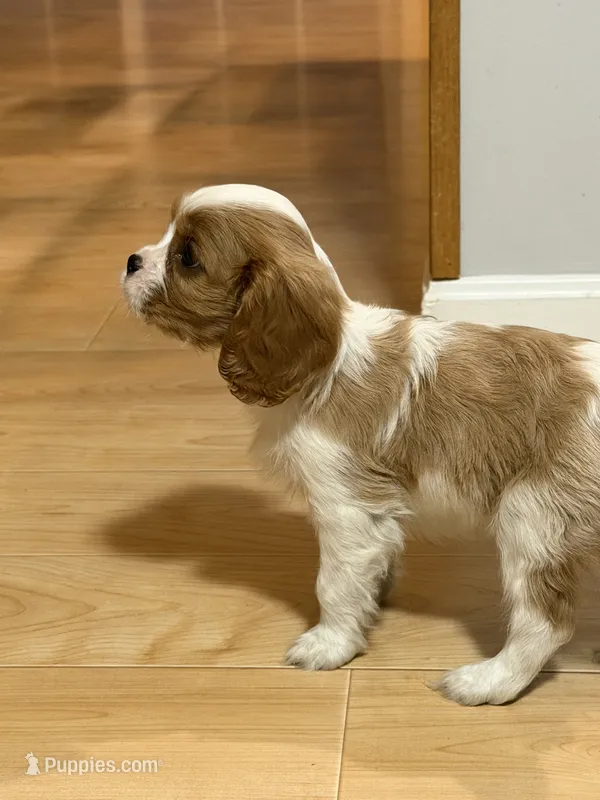 Cooper AKC – Cavalier King Charles Spaniel puppy for sale in Belmont, NH