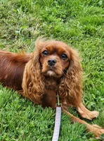 Bella, a female Cavalier King Charles Spaniel for sale in Belmont, NH – 4 of 6
