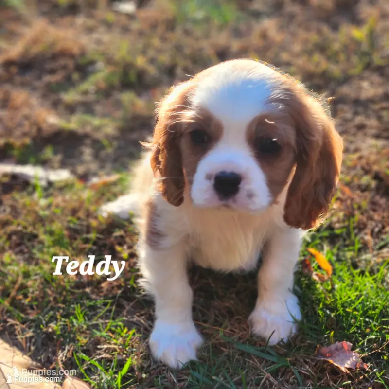 Teddy AKC – Cavalier King Charles Spaniel puppy for sale in Belmont, NH