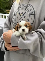 Benny AKC, a male Cavalier King Charles Spaniel for sale in Belmont, NH – 2 of 6