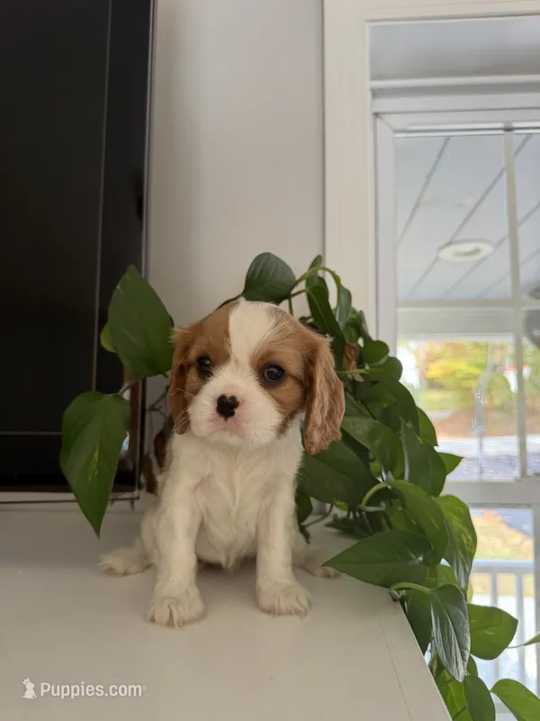 Molly AKC – Cavalier King Charles Spaniel puppy for sale in Belmont, NH