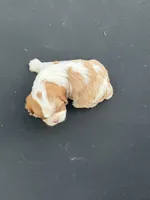 Molly AKC, a female Cavalier King Charles Spaniel for sale in Belmont, NH – 2 of 4