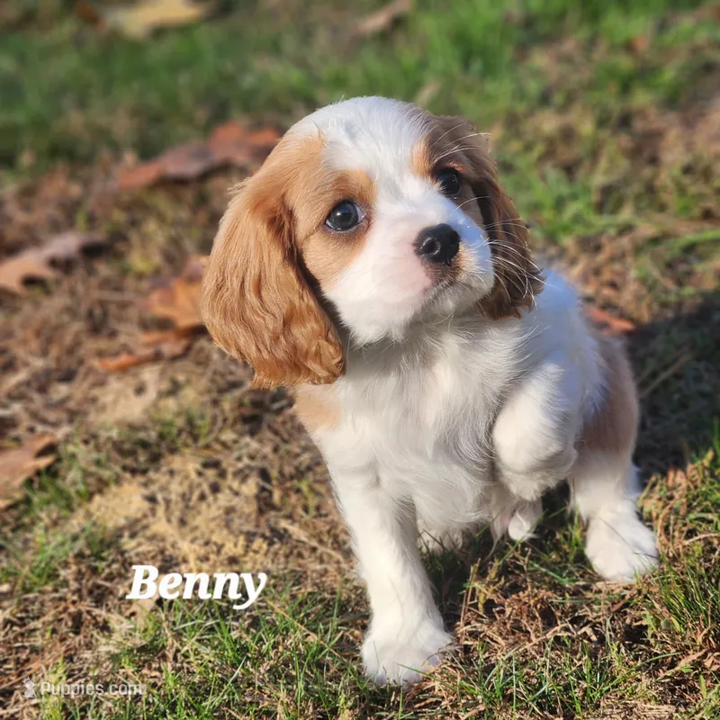 Benny AKC – Cavalier King Charles Spaniel puppy for sale in Belmont, NH
