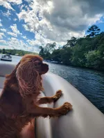 Bella AKC, a female Cavalier King Charles Spaniel for sale in Belmont, NH – 5 of 5