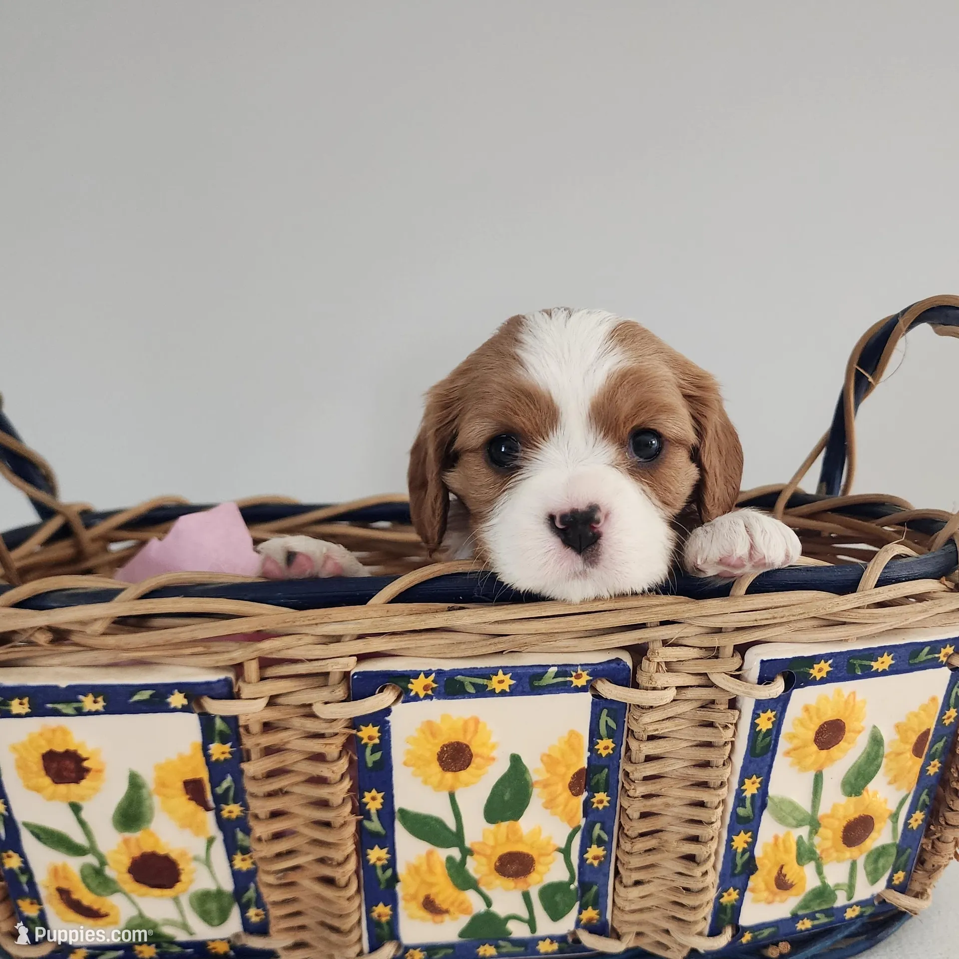 Molly – Cavalier King Charles Spaniel puppy for sale in Belmont, NH