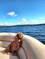 Bella, a female Cavalier King Charles Spaniel for sale in Belmont, NH – 5 of 6