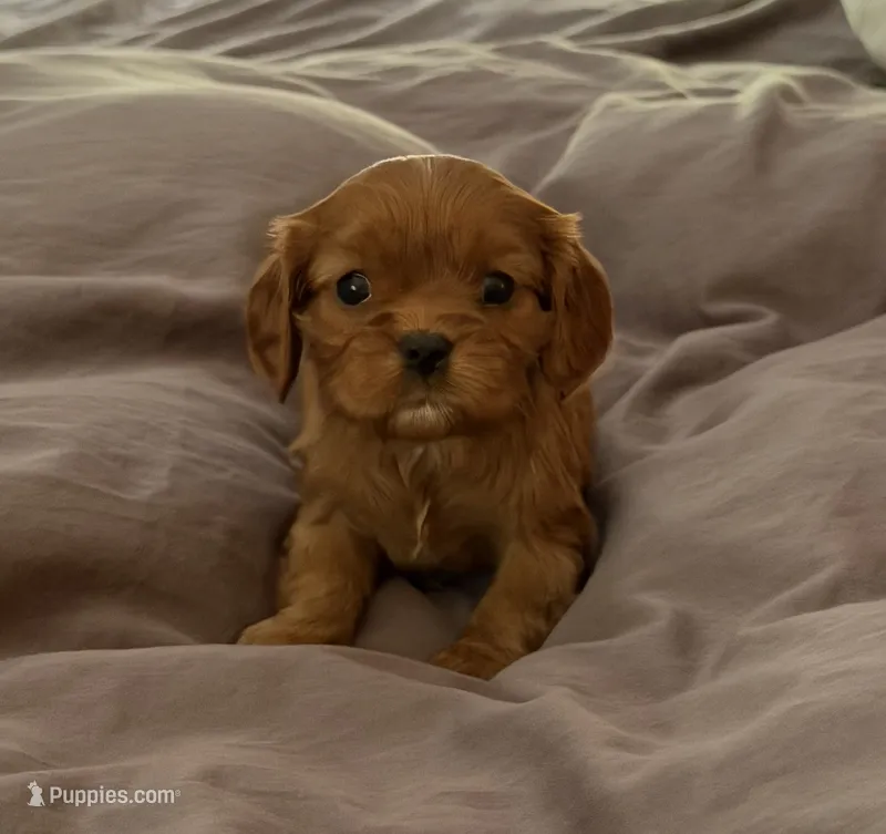 Maple AKC – Cavalier King Charles Spaniel puppy for sale in Belmont, NH