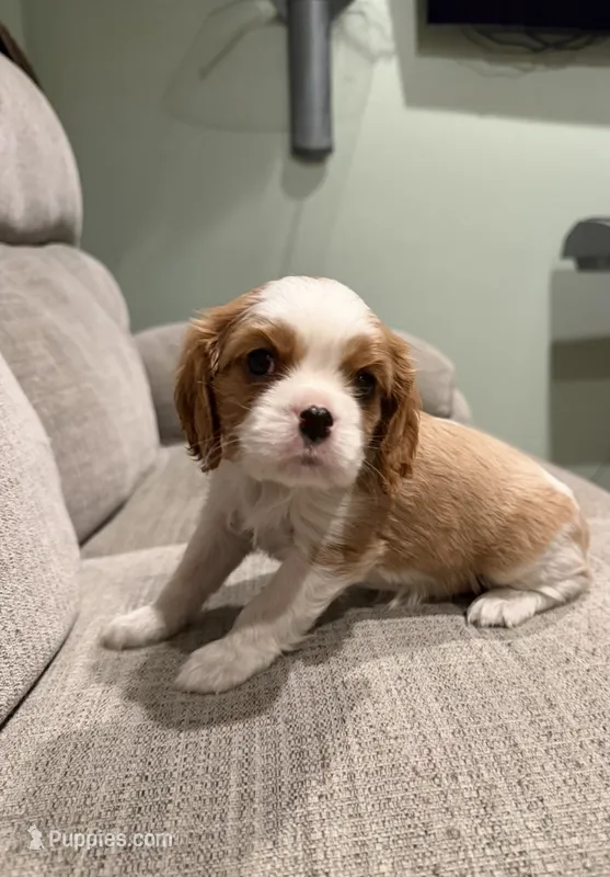 Teddy AKC – Cavalier King Charles Spaniel puppy for sale in Belmont, NH