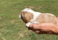 Finn, a male Cavalier King Charles Spaniel for sale in Belmont, NH – 3 of 3