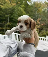 Finn ACK, a male Cavalier King Charles Spaniel for sale in Belmont, NH – 2 of 7