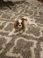 Quinn, a female Cavalier King Charles Spaniel for sale in Belmont, NH – Photo 4 of 4