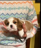 Quinn, a female Cavalier King Charles Spaniel for sale in Belmont, NH – Photo 2 of 4