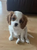 Quinn, a female Cavalier King Charles Spaniel for sale in Belmont, NH – Photo 1 of 4