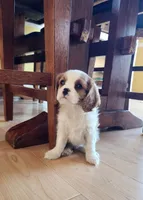 Quinn, a female Cavalier King Charles Spaniel for sale in Belmont, NH – Photo 3 of 4