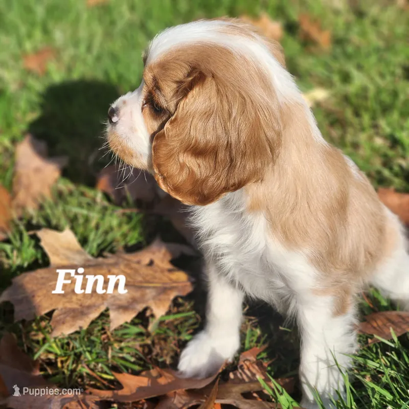 Finn ACK – Cavalier King Charles Spaniel puppy for sale in Belmont, NH