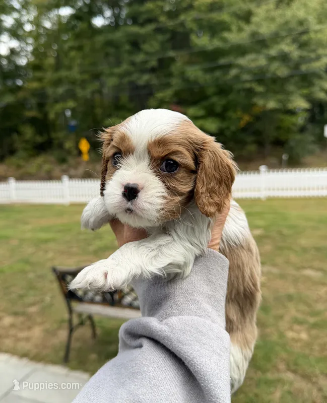 Cooper AKC – Cavalier King Charles Spaniel puppy for sale in Belmont, NH