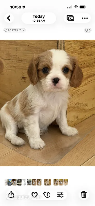 Chloe AKC – Cavalier King Charles Spaniel puppy for sale in Belmont, NH