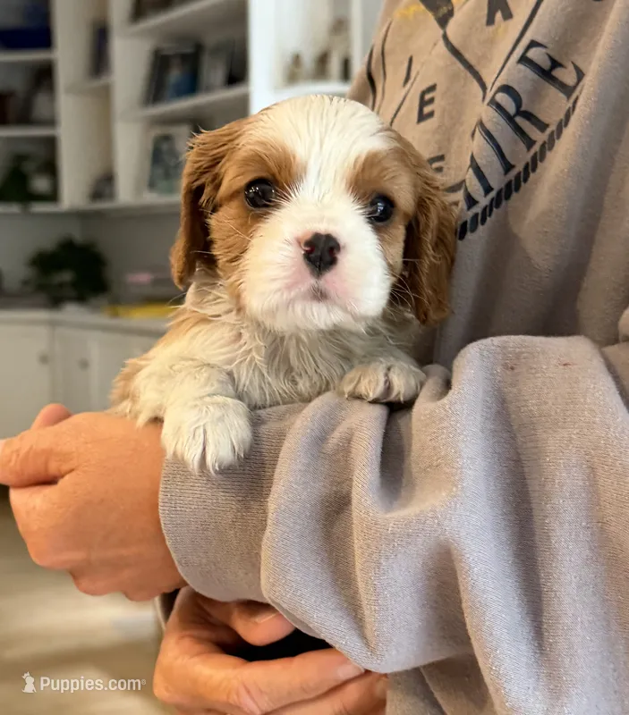 Finn ACK – Cavalier King Charles Spaniel puppy for sale in Belmont, NH