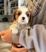 Finn ACK, a male Cavalier King Charles Spaniel for sale in Belmont, NH – 1 of 7