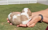 Cooper, a male Cavalier King Charles Spaniel for sale in Belmont, NH – 2 of 2