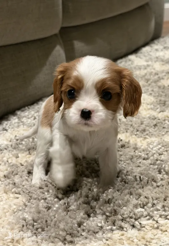 Max AKC – Cavalier King Charles Spaniel puppy for sale in Belmont, NH