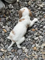 Jasmine AKC, a female Cavalier King Charles Spaniel for sale in Belmont, NH – 2 of 4