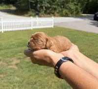 Bella, a female Cavalier King Charles Spaniel for sale in Belmont, NH – 1 of 6
