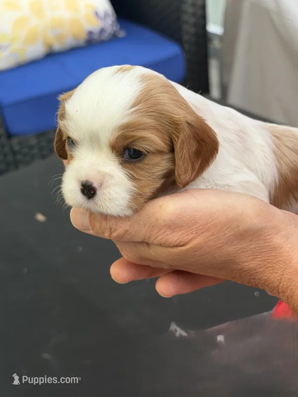 Quinn AKC – Cavalier King Charles Spaniel puppy for sale in Belmont, NH