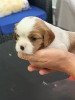 Quinn AKC, a female Cavalier King Charles Spaniel for sale in Belmont, NH – 1 of 4