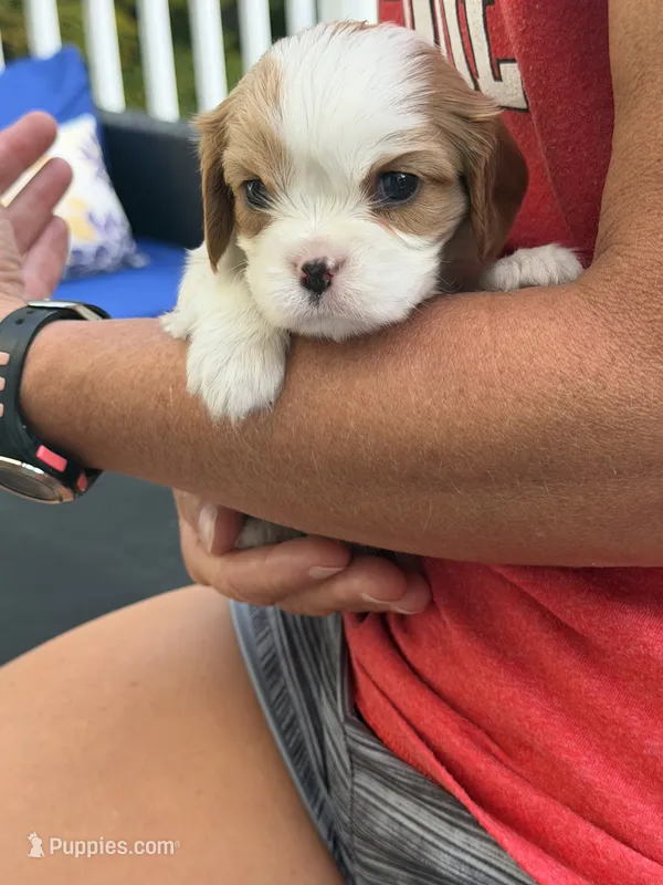 Chloe AKC – Cavalier King Charles Spaniel puppy for sale in Belmont, NH