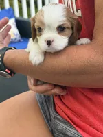 Chloe AKC, a female Cavalier King Charles Spaniel for sale in Belmont, NH – 1 of 4