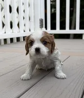 Benny AKC, a male Cavalier King Charles Spaniel for sale in Belmont, NH – 4 of 6