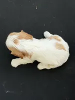Chloe AKC, a female Cavalier King Charles Spaniel for sale in Belmont, NH – 2 of 4