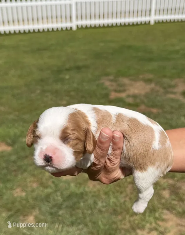 Benny – Cavalier King Charles Spaniel puppy for sale in Belmont, NH