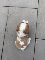 Cooper AKC, a male Cavalier King Charles Spaniel for sale in Belmont, NH – 2 of 6