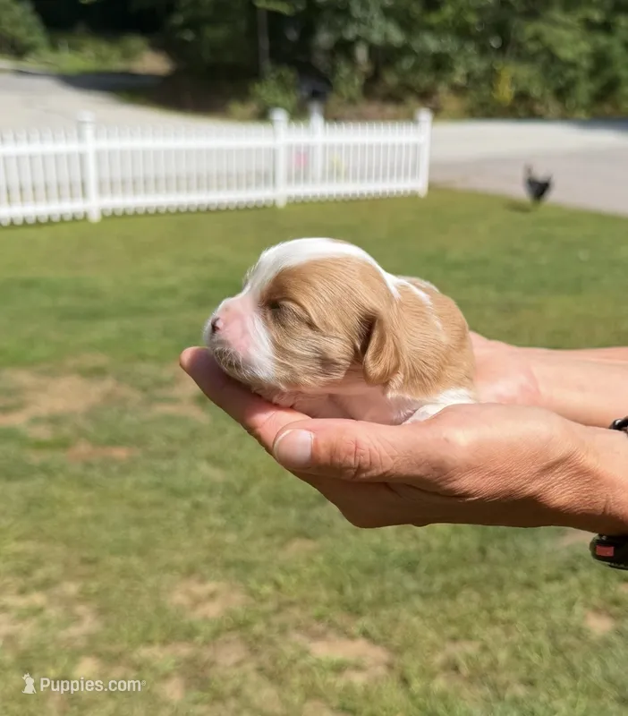 Finn – Cavalier King Charles Spaniel puppy for sale in Belmont, NH