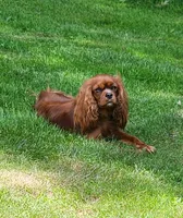 Max AKC, a male Cavalier King Charles Spaniel for sale in Belmont, NH – 4 of 6