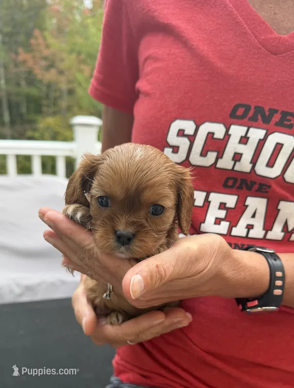 Bella AKC – Cavalier King Charles Spaniel puppy on hold in Belmont, NH