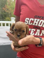 Bella AKC, a female Cavalier King Charles Spaniel for sale in Belmont, NH – 1 of 5