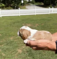 Teddy, a male Cavalier King Charles Spaniel for sale in Belmont, NH – 2 of 2