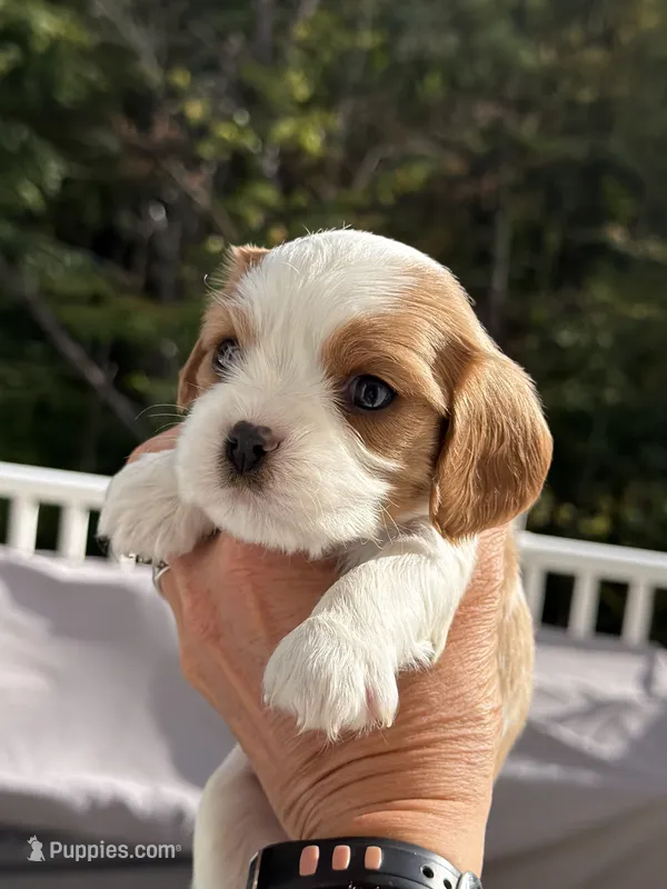 Teddy – Cavalier King Charles Spaniel puppy for sale in Belmont, NH