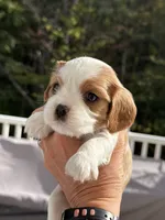 Teddy AKC, a male Cavalier King Charles Spaniel for sale in Belmont, NH – 1 of 6