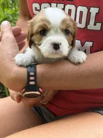 Jada AKC, a female Cavalier King Charles Spaniel for sale in Belmont, NH – 1 of 4