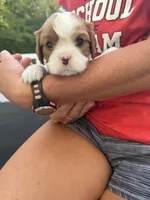 Molly AKC, a female Cavalier King Charles Spaniel for sale in Belmont, NH – 1 of 4