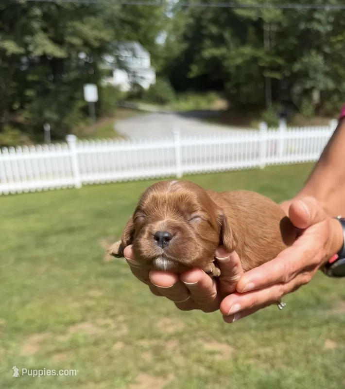 Maple – Cavalier King Charles Spaniel puppy for sale in Belmont, NH