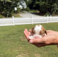 Finn, a male Cavalier King Charles Spaniel for sale in Belmont, NH – 2 of 3
