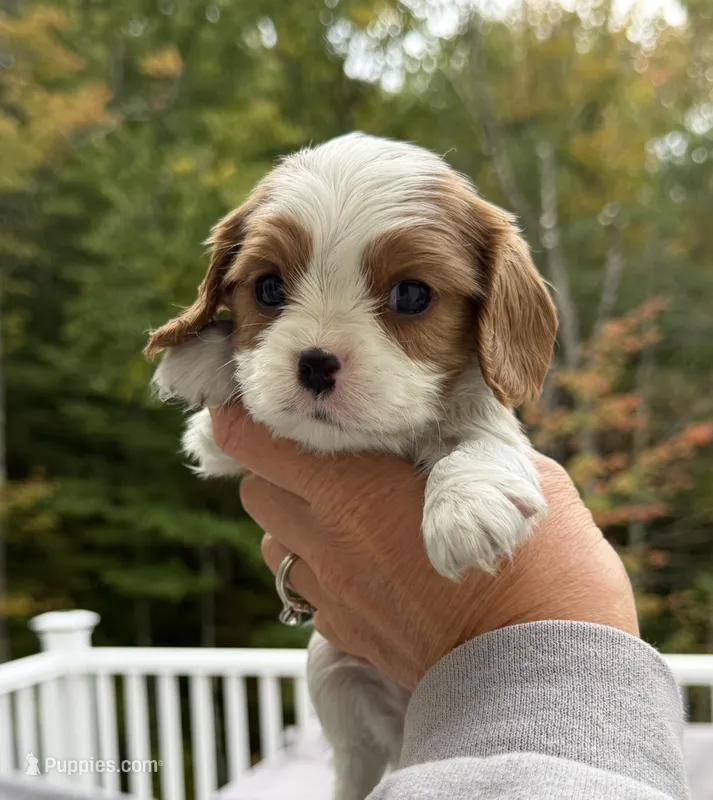 Max AKC – Cavalier King Charles Spaniel puppy for sale in Belmont, NH